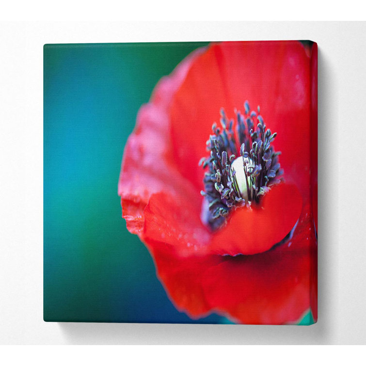 Latitude Run Close Look Inside A Poppy Wrapped Canvas Art Prints Wayfair.co.uk